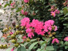 -香蜜公园