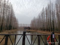 -黄海国家森林公园