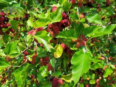 -南京小时候桑葚采摘园