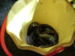 -小猫钓鱼海钓俱乐部(椰梦长廊店)