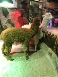 -宝燕乐园(闵行旗舰店)