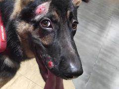 -美联众合宠物医院·爱萌分院·内外科·猫科中心