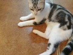 -李小姐の猫咖啡馆(五角场店)