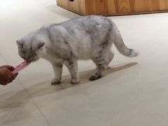 -藏猫猫咖啡主题馆(中央大道店)