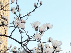 -上海虹桥宾馆味翠餐厅