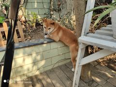 -喜柴咖啡·柴犬狗咖