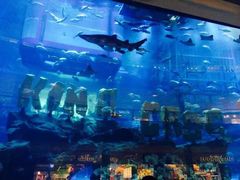 -迪拜水族馆及水下动物园