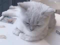 -怪兽屋·羊驼·猫咖·狗咖(俊华广场店)