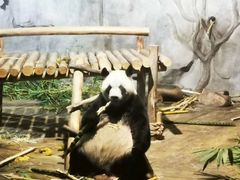 -深圳野生动物园