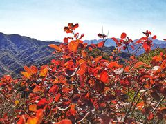 -大岭沟猕猴桃谷风景区
