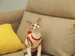 -猫十亿·布偶金渐层·曼基康矮脚猫舍(青年路店)