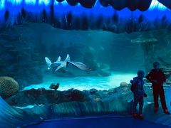 -悉尼海洋生物水族馆