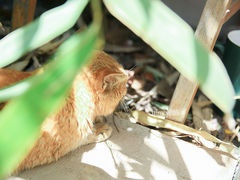 -海边的猫和咖啡馆