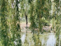 -东坝千亩湖公园