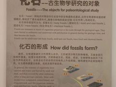 -辽宁古生物博物馆