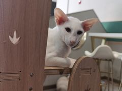 -飞行喵MR PILOT|猫舍·猫咖(静安大融城店)