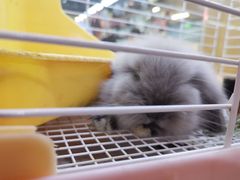 -宠物兔专门店(天丰利市场店)