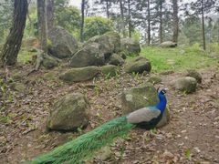 -姑婆山旅游区