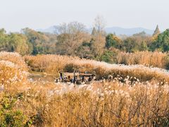 -西溪国家湿地公园