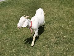 -前小桔亲子创意农场·草莓采摘·露营烧烤