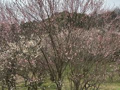 -杭州植物园