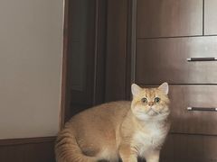 -东方名猫馆·英短金渐层布偶猫舍(环线广场1号楼店)