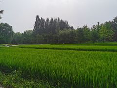 -北坞公园