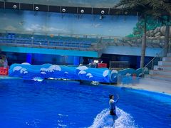 -海合安成都极地海洋公园