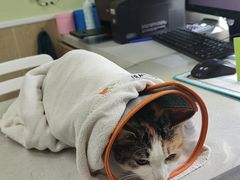 -瑞鹏宠物医院犬猫全科(真大分院)