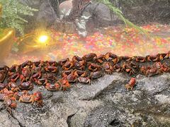 -正佳雨林生态植物园