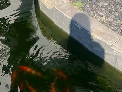-汤宴·参须肚包鸡(南京路店)