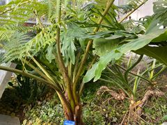 -国家植物园南园