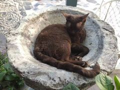 -喵屿·大理花园猫咖