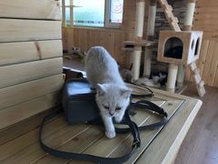 -猫的茶·猫咖