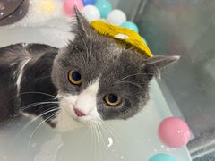 -车接车送·寄养洗护·德文猫舍(大宁店)