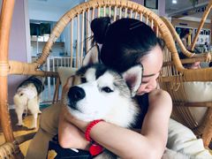 -Husky Go! 哈士奇体验馆·宠物咖啡厅狗咖