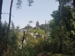 -铁山坪森林公园