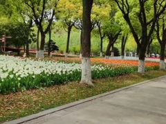 -上海鲜花港