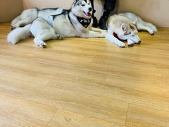 -Husky Go! 哈士奇体验馆·宠物咖啡厅狗咖