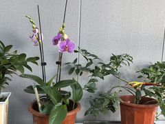 -蔺家老字号羊杂碎馆