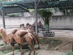 -成都动物园
