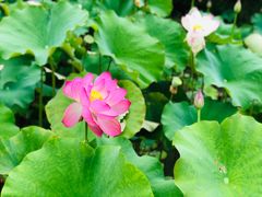 -贵阳市花溪国家城市湿地公园