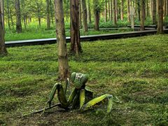 -黄海国家森林公园