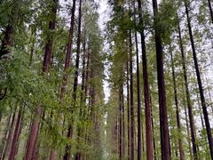 -黄海国家森林公园