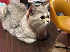 -猫色咖啡·猫咖