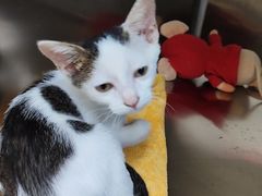 -瑞派动物医院·猫专科·至诚(江南中分院)