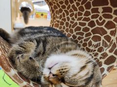 -COLOR PETS 撸猫馆·购猫·猫咖(长风大悦城店)