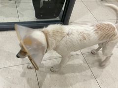 -萌兽医馆·眼科·异宠专科(三里屯店)