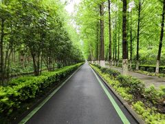 -合肥滨湖国家森林公园