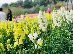 -天适樱花悠乐园